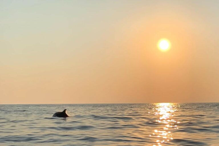 Dolfijnen spotten bij de ondergaande zon
